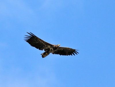 Havsörn, subadult