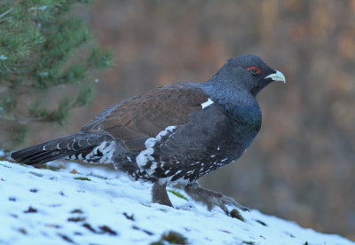 Tjder / Capercaillie