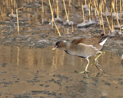 Rrhna / Moorhen