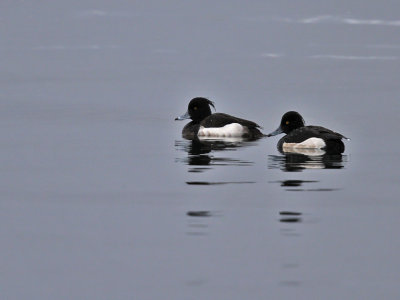 Vigg ♂