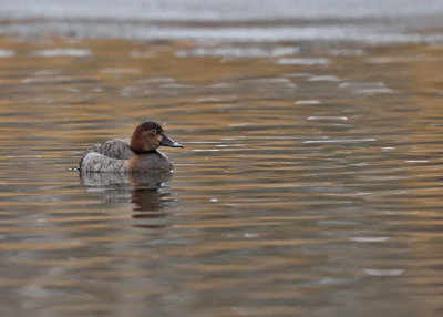 Brunand ♀