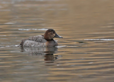 Brunand ♀