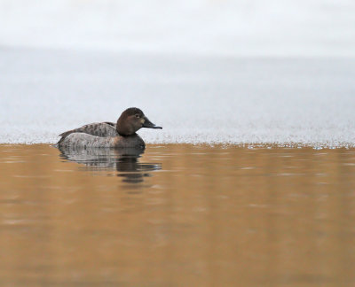 Brunand ♀