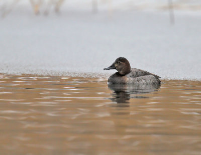 Brunand ♀