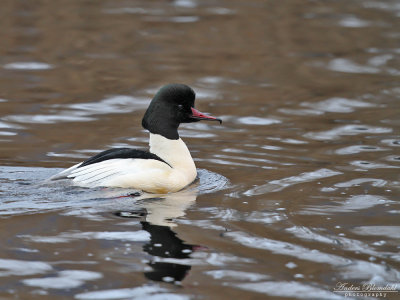 Storskrake ♂