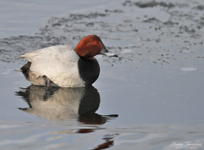 Brunand ♂