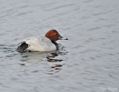 Brunand ♂