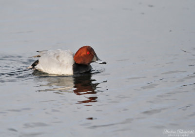 Brunand ♂