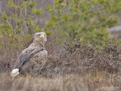 Havsörn, adult