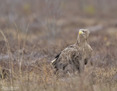 Havsörn, adult