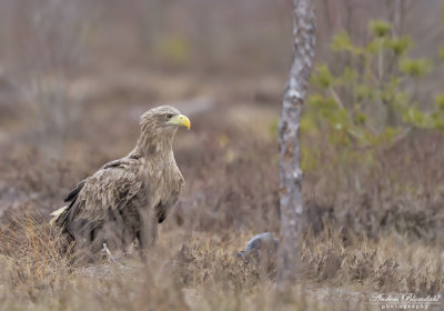 Havsörn, adult