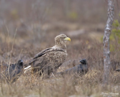 Havsörn, adult