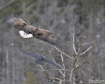 Havsörn, adult