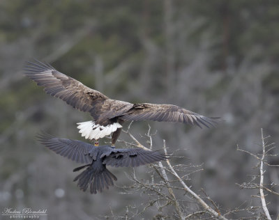 Havsörn, adult