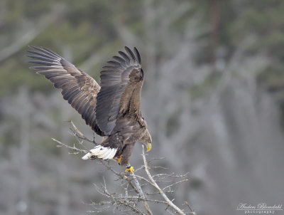 Havsörn, adult