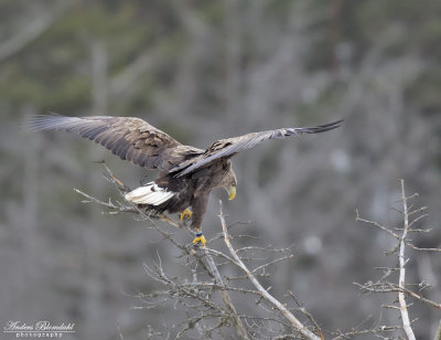 Havsörn, adult