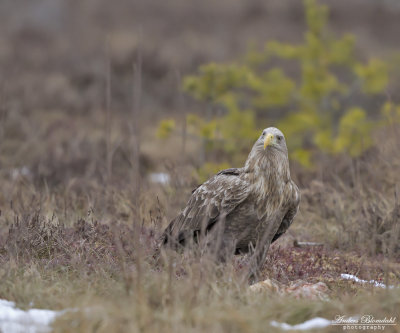 Havsörn, adult