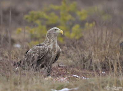 Havsörn, adult