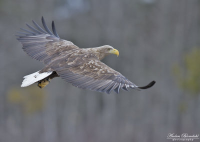Havsörn, adult