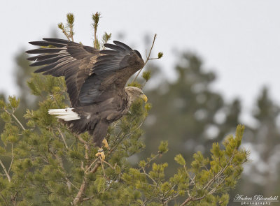 Havsörn, adult