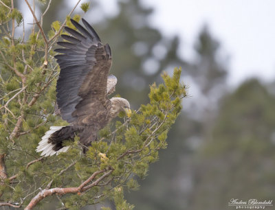 Havsörn, adult