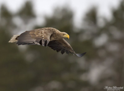 Havsörn, adult