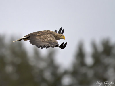 Havsörn, adult