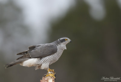 Duvhk, adult