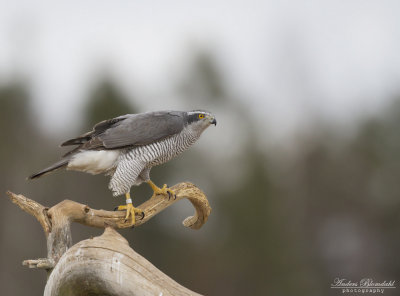 Duvhk, adult