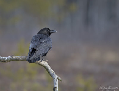 Skriktrastar & krkfglar / Babblers & Crows