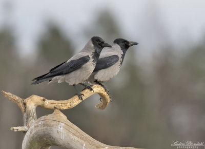 Krka / Hooded Crow