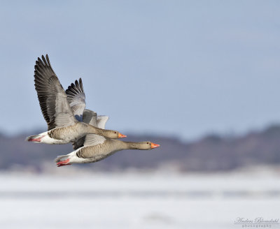 Grgs / Greylag Goose