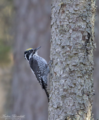 Tretig hackspett ♂