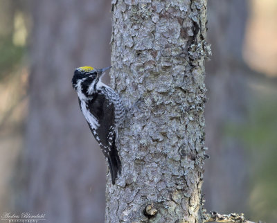 Tretig hackspett ♂