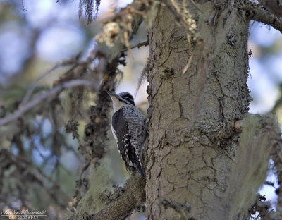 Tretig hackspett ♀