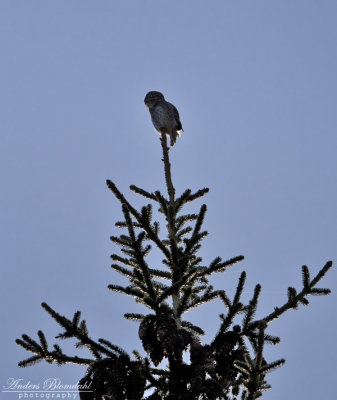 Sparvuggla