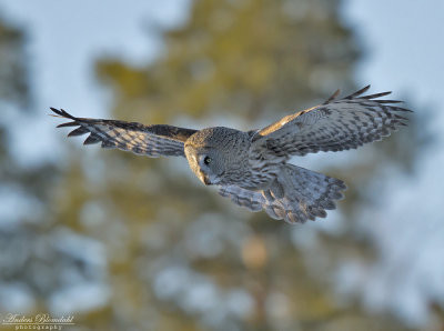 Lappuggla / Great Grey Owl