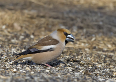 Stenknck / Hawfinch