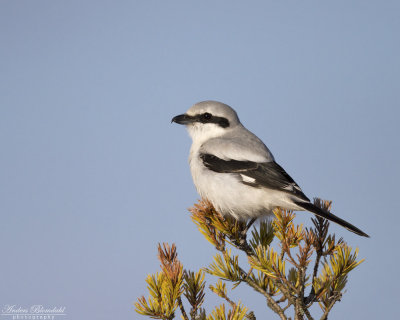 Varfgel / Great Grey Shrike