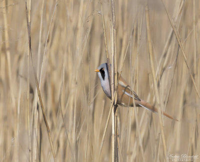 Skäggmes / Bearded Tit