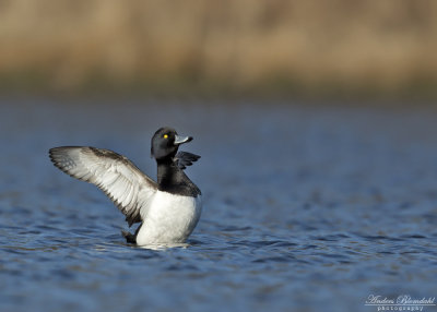 Vigg ♂