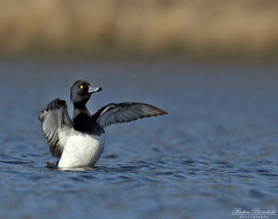 Vigg ♂