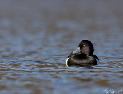Vigg ♂