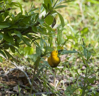 Prothonotary Warbler_0902.tif