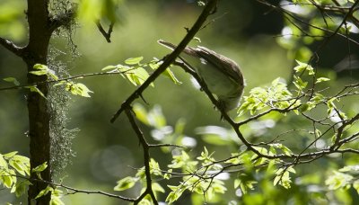 Red-eyed Vireo_0921.tif