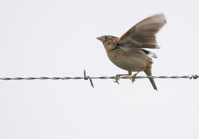 Grasshopper Sparrow_1248.jpg