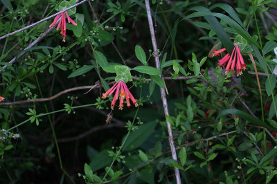 Coral Honeysuckle_1279.JPG