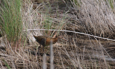 King Rail_1362.JPG