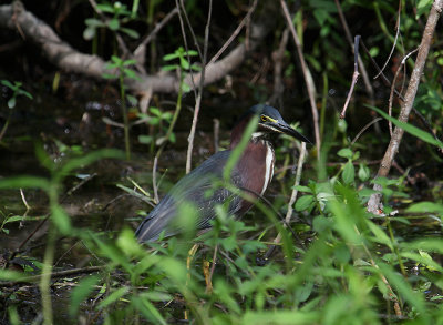 Green Heron_1392.JPG