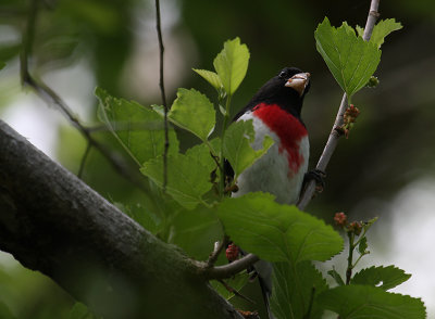 Rose-breasted Grosbeak_1443.JPG